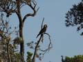 Yellow-tailed Black Cockatoo